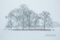 fotografía realista 09 paisaje invernal ciervo